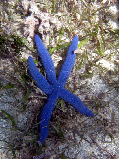 117- Etoile de mer bleue Linckia laevigata - Ilot Maitre.JPG